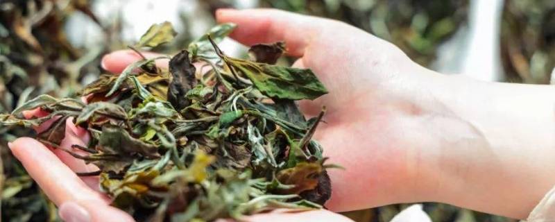 白茶由来 白茶由来故事