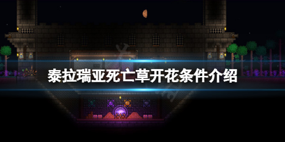 泰拉瑞亚死亡草什么时候开花（泰拉瑞亚死亡草盆栽有什么用）