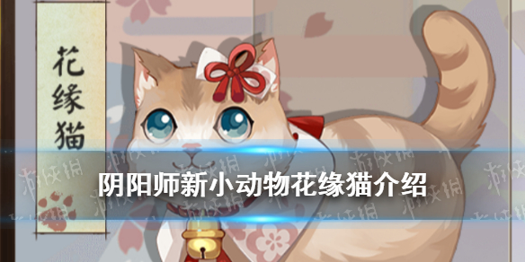 阴阳师花缘猫怎么获得（阴阳师三花猫怎么获得）