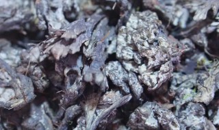 干巴菌怎样清洗干净 干巴菌如何清洗