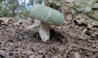 青头菌能放冰箱吗（青头菌能放冰箱吗能放多久）