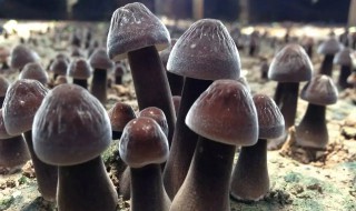 鸡枞可以放冰箱冷藏吗（鸡枞可以放冰箱冷藏吗）