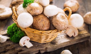 蘑菇可以放冰箱冷冻吗 蘑菇可以放冰箱冷冻吗多久