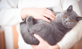 猫奴是什么意思 养猫奴是什么意思
