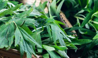 艾草需要煮多久才能用（艾草要煮几分钟）