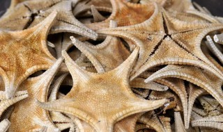 海星干清洗方法 干海星怎么处理
