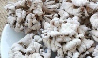 干白参菌的清洗方法 新鲜白参菌的怎样洗