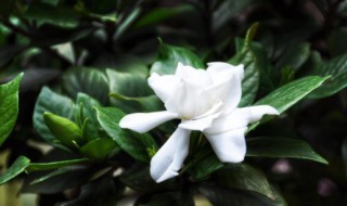 什么花可以吸甲醛（什么花可以吸甲醛吸味道）